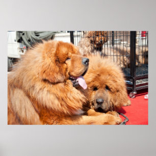 Red Tibetan Mastiff ポスター
