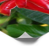 Red Torch Ginger White Plumaria Flowers Posters ポスター (角)