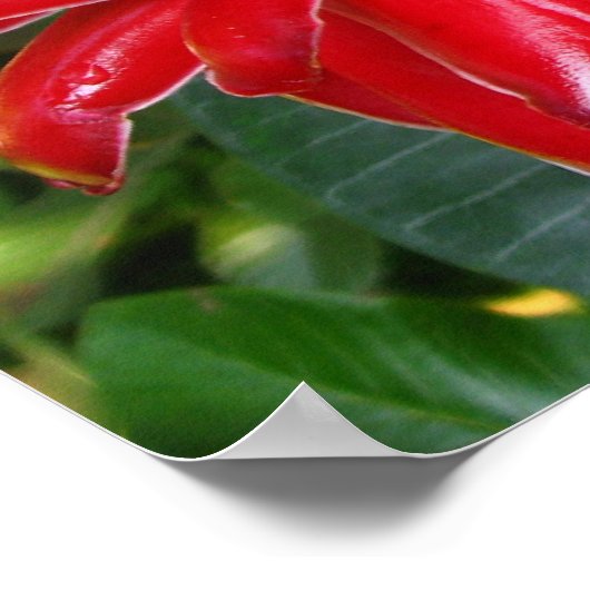 Red Torch Ginger White Plumaria Flowers Posters ポスター (角)