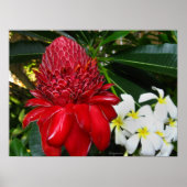 Red Torch Ginger White Plumaria Flowers Posters ポスター (正面)