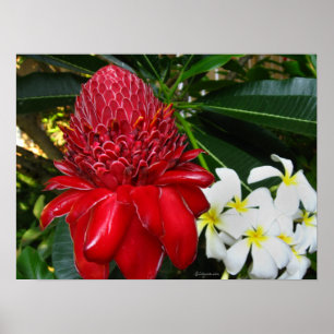 Red Torch Ginger White Plumaria Flowers Posters ポスター