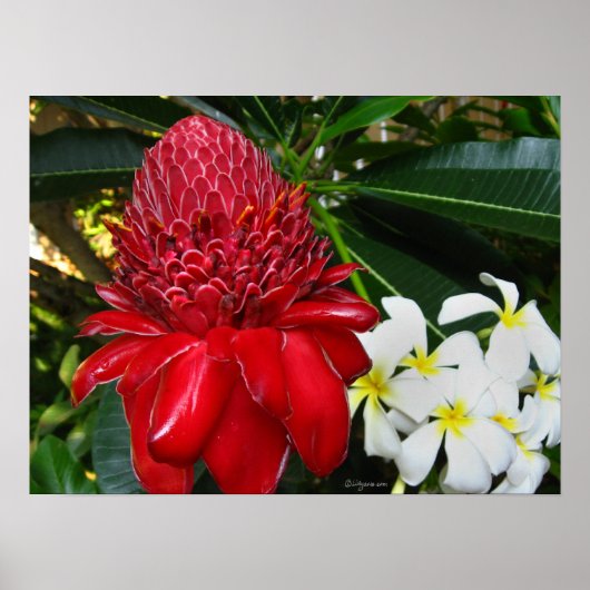 Red Torch Ginger White Plumaria Flowers Posters ポスター (正面)