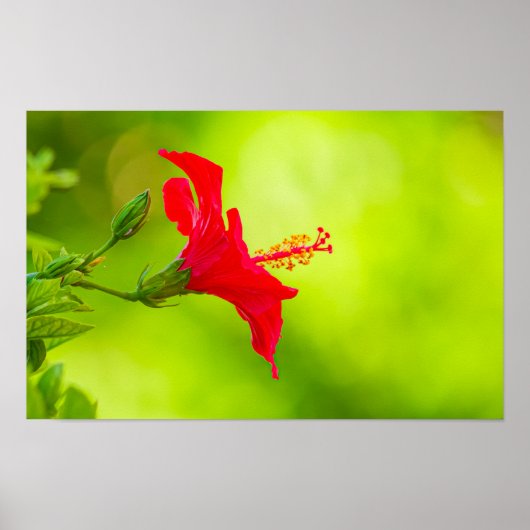 🌺 Red Tropical Kiss 💋 ポスター (正面)