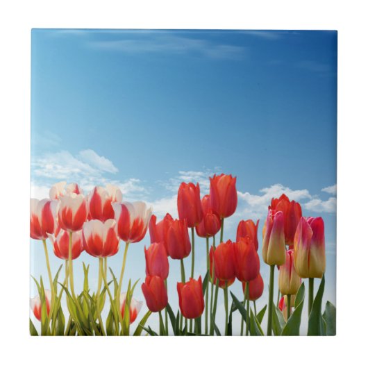 Red Tulip Flowers タイル (正面)