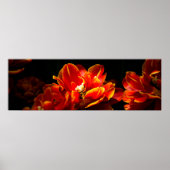 Red tulips dark background ポスター (正面)