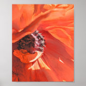 Red Vibrant Poppy Flower Photography by Meggidoo ポスター (正面)