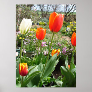 Red White Tulip Tulips Spring Nature Garden Poster ポスター