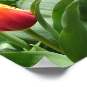 Red White Tulip Tulips Spring Nature Garden Poster ポスター (角)