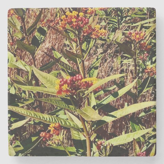 RED WI WILDFLOWER in秋 ストーンコースター (正面)