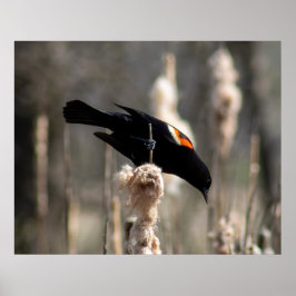 Red Winged Blackbird ポスター