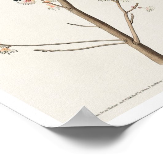 Red winged Starling, or Marsh Blackbird by Audubon ポスター (角)