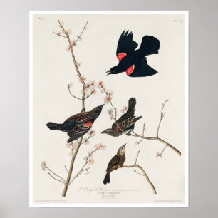Red winged Starling, or Marsh Blackbird by Audubon ポスター