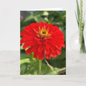 Red Zinnia Blank Note Card サンキューカード (正面)