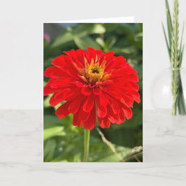 Red Zinnia Blank Note Card サンキューカード