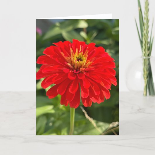 Red Zinnia Blank Note Card サンキューカード (正面)