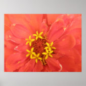 Red Zinnia Macro Print ポスター (正面)