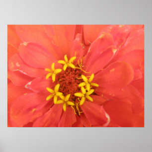 Red Zinnia Macro Print ポスター