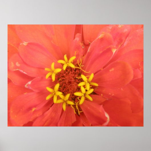 Red Zinnia Macro Print ポスター (正面)