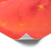 Red Zinnia Macro Print ポスター (角)