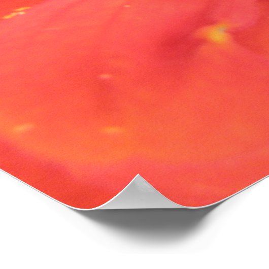 Red Zinnia Macro Print ポスター (角)