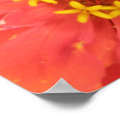 Red Zinnia Macro Print ポスター (角)