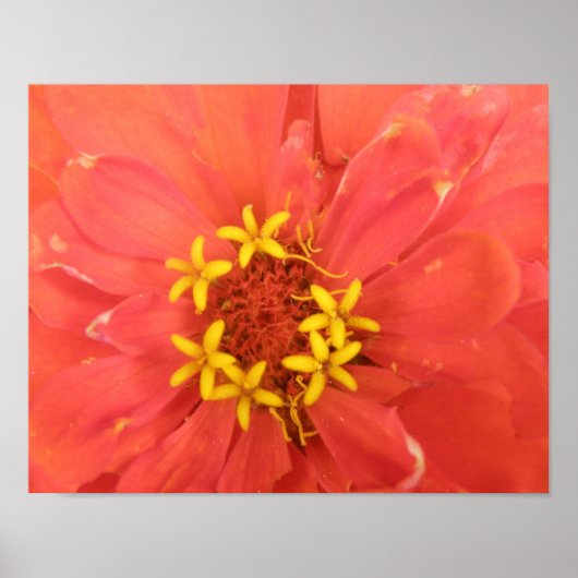 Red Zinnia Macro Print ポスター (正面)