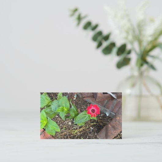 Red Zinnia with Rusty Objects Business Card 名刺 (スタンド正面)