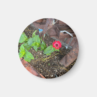 Red Zinnia with Rusty Objects Magnet マグネット