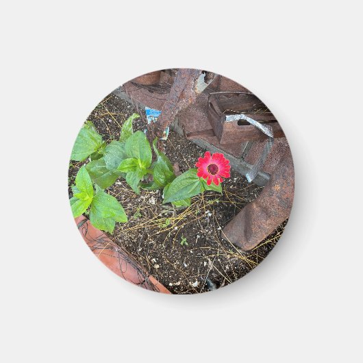 Red Zinnia with Rusty Objects Magnet マグネット (正面)
