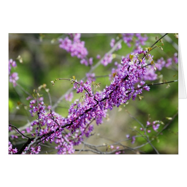 Redbud (正面横)