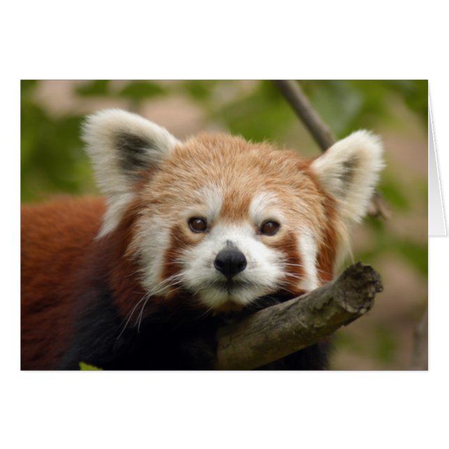 RedChinesePanda 010のカード (正面横)