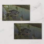 RedearのSunfish 名刺 (正面/裏面)