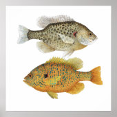 Redear & Pumpkinseed Sunfish Artポスター ポスター (正面)