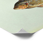 Redear sunfish ポスター (角)