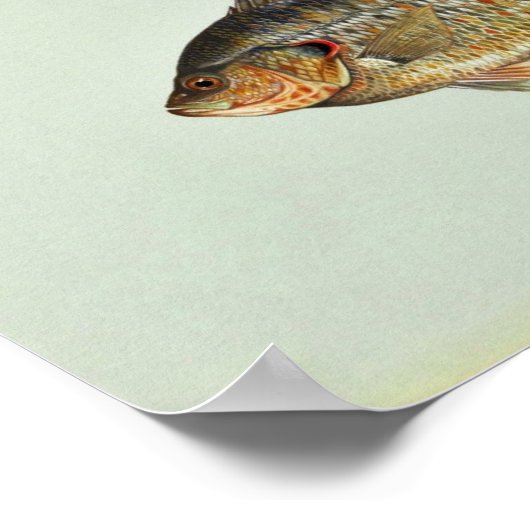 Redear sunfish ポスター (角)