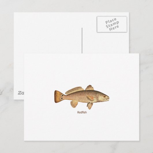 Redfishロゴ ポストカード (正面/裏面)