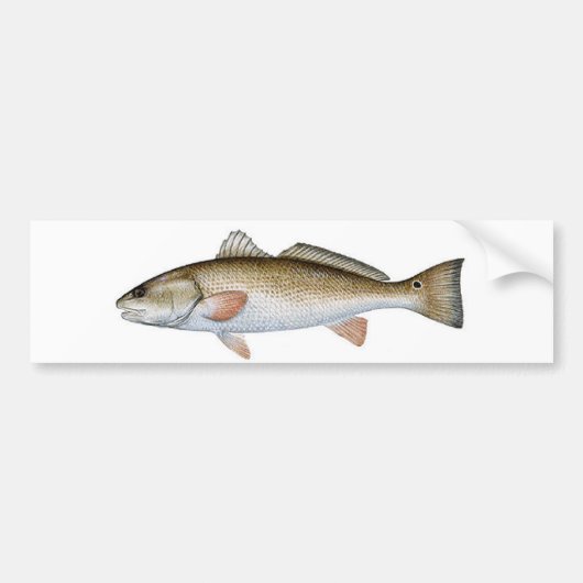 REDFISH バンパーステッカー (正面)