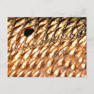 "Redfish" - PatternWearによる赤いドラム© ポストカード