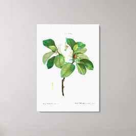 REDOUE "MAGNOLIA"ストレッチされたキャンバス印刷 キャンバスプリント