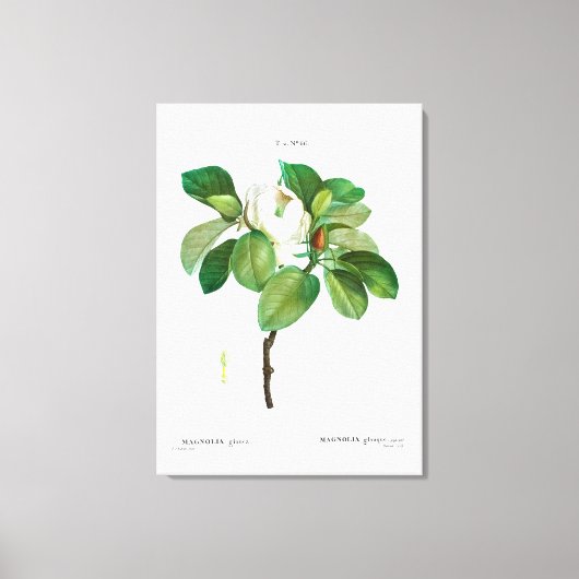 REDOUE "MAGNOLIA"ストレッチされたキャンバス印刷 キャンバスプリント (正面)