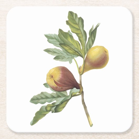 Redoune著fig(Ficus violacea) スクエアペーパーコースター (正面)