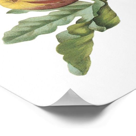 Redoune著fig(Ficus violacea) ポスター (角)