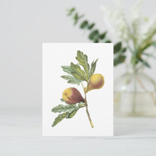 Redoune著fig(Ficus violacea) ポストカード (スタンド正面)