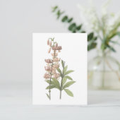 Redouté著トルコ人帽子ユリ(ユリのmartagon) ポストカード (スタンド正面)