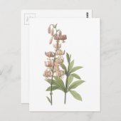 Redouté著トルコ人帽子ユリ(ユリのmartagon) ポストカード (正面/裏面)