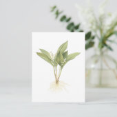 Redouté著ユリの谷(スズランのmajalis) ポストカード (スタンド正面)