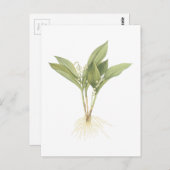 Redouté著ユリの谷(スズランのmajalis) ポストカード (正面/裏面)