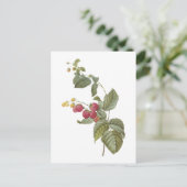 Redouté著ラズベリー(キイチゴ属sp。) ポストカード (スタンド正面)