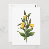 Redouté著女性のスリッパ(アツモリソウsp。) ポストカード (正面/裏面)