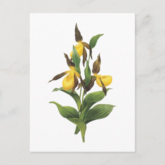 Redouté著女性のスリッパ(アツモリソウsp。) ポストカード (正面)